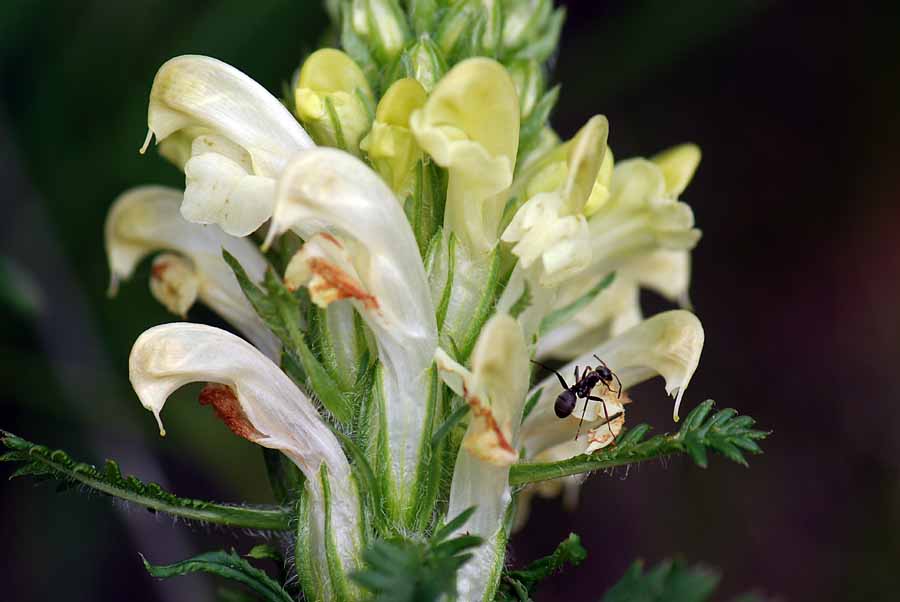 Pedicularis comosa
